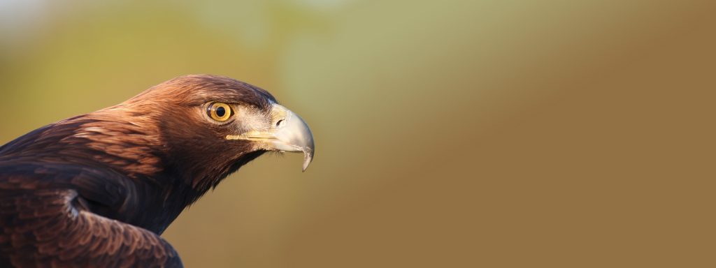 Das faszinierende Sehvermögen der Raubvögel 16 Adler