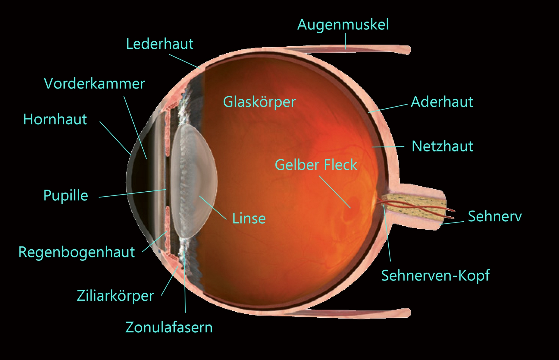 Anatomie Das Auge