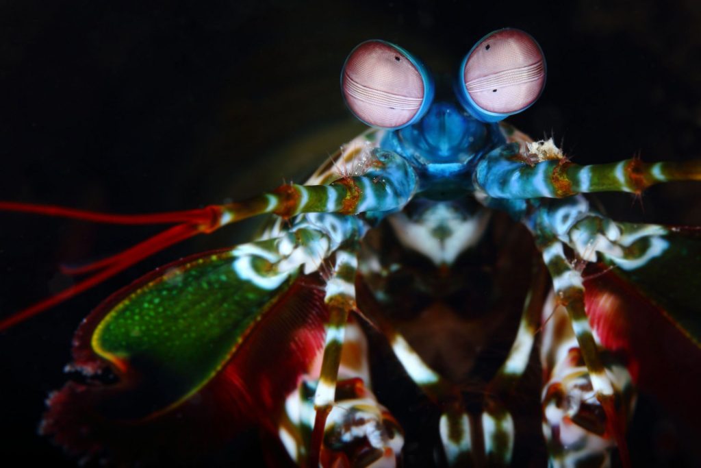 Die komplexesten Augen im Tierreich 24 Fangschreckenkrebse
