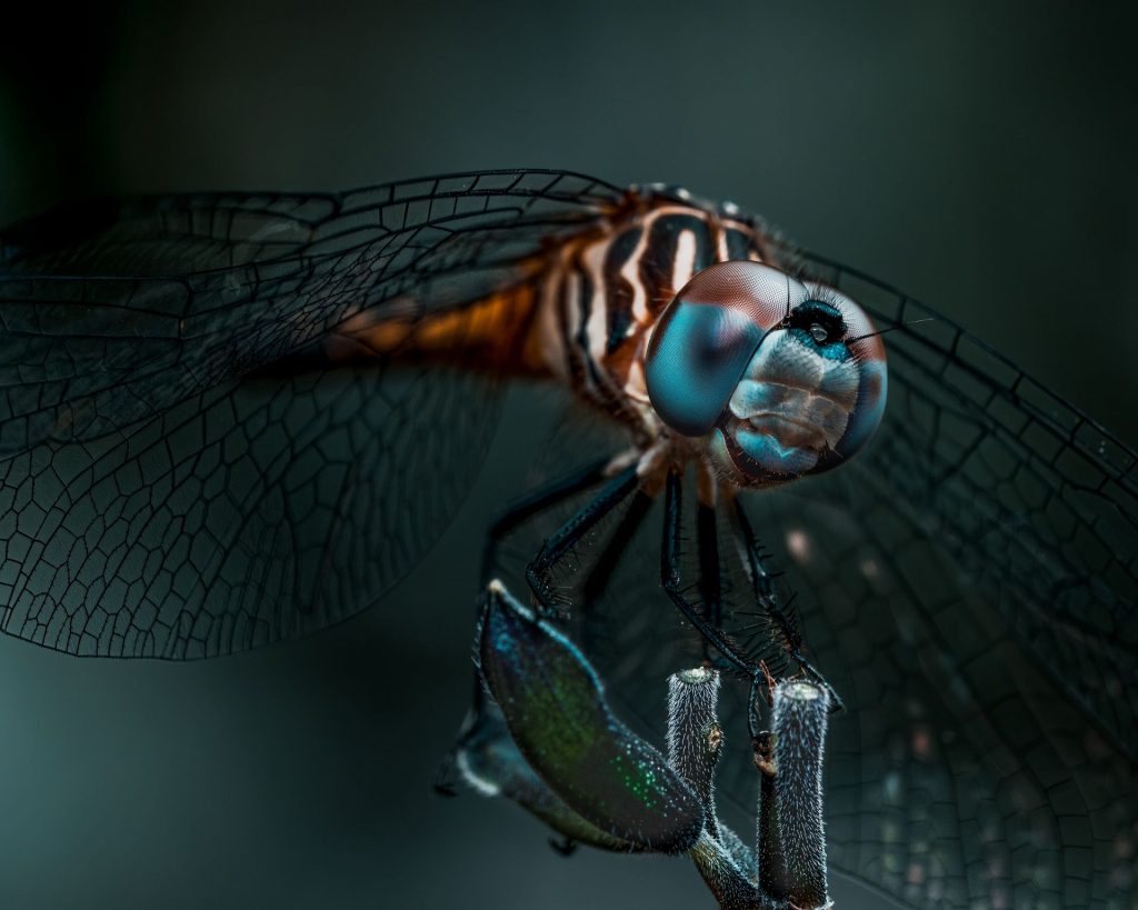 Die unglaublichen Augen der Libellen 10 Insektenaugen