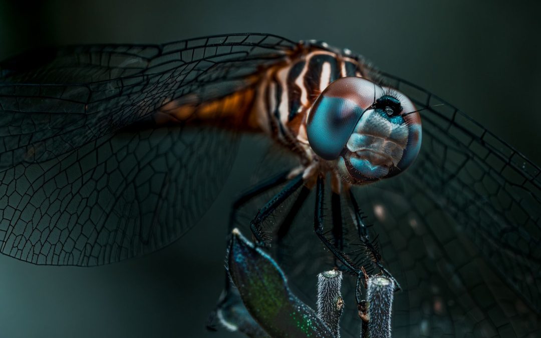Insektenaugen