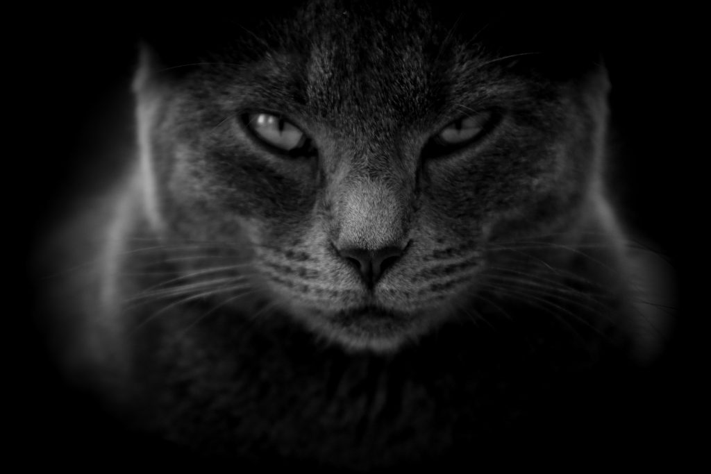 Warum Katzen im Dunkeln so gut sehen 11 Katzenaugen