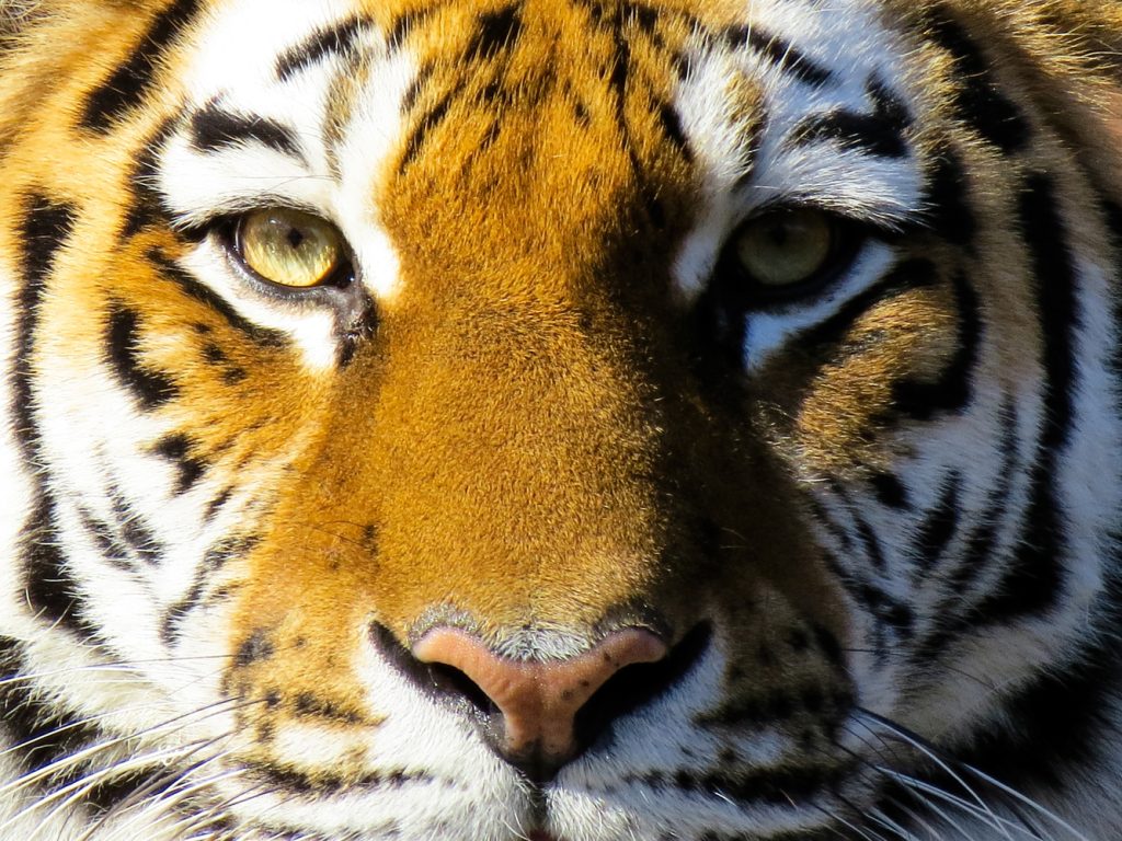 Warum Raubtiere nach vorne schauen 17 Tigeraugen