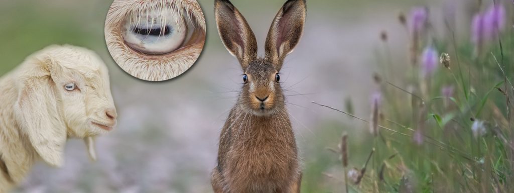 Fluchttiere: Optimale Sicht für mehr Sicherheit 1 ZiegeHase