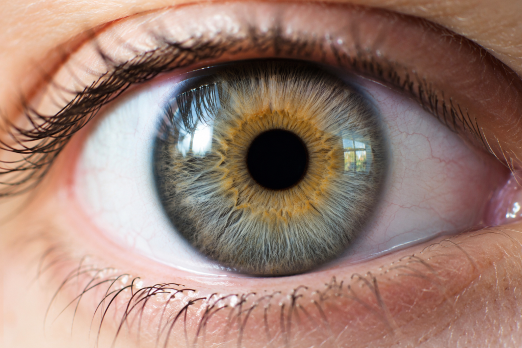 Das menschliche Auge â Ein Meisterwerk der Natur 14 Menschliches Auge