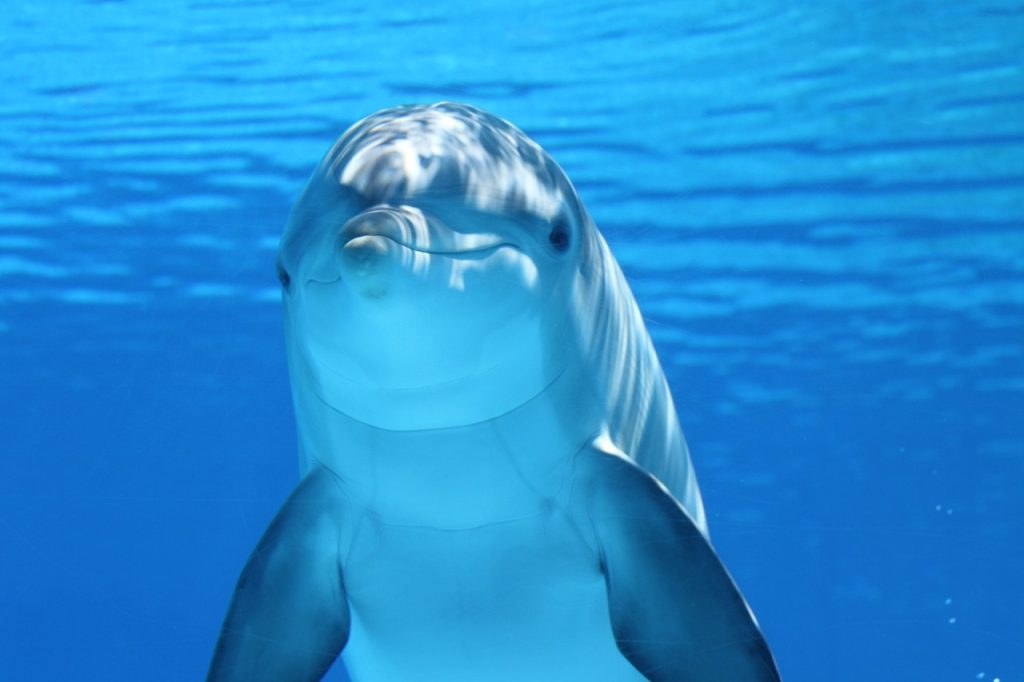 Mit einem Auge wach â Wie Delfine im Schlaf ihre Umgebung im Blick behalten 7 dolphin 203875 1280